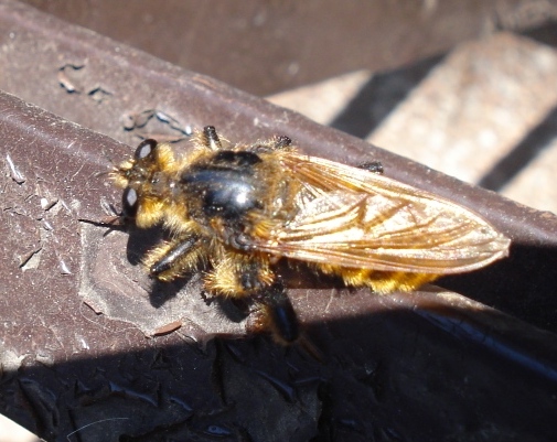 Pogonosoma maroccanum